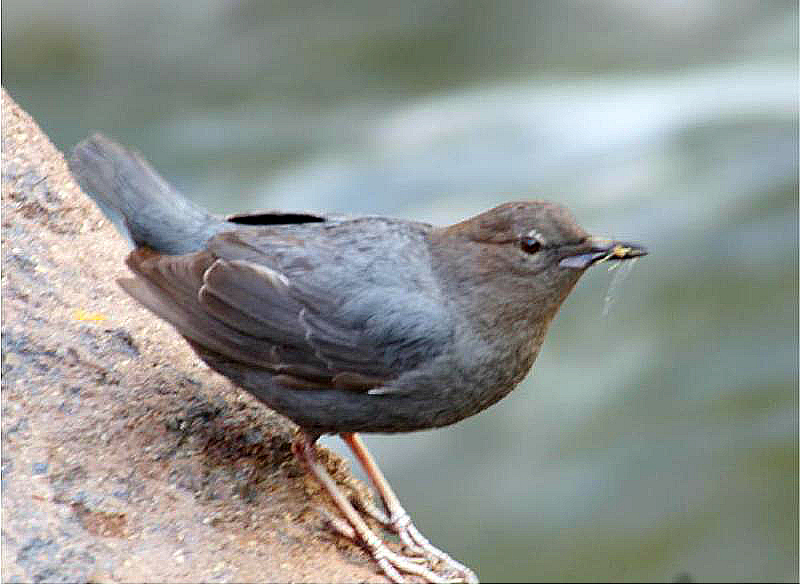 American Dipper at A brief stop on a mossy, mid-stream rock